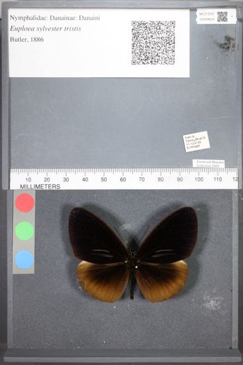 Media type: image;   Entomology 89624
